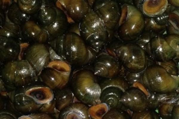 2018养田螺赚钱吗?田螺养殖的利润与投资成本及前景预测