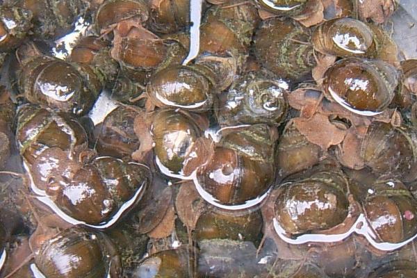 2018养田螺赚钱吗?田螺养殖的利润与投资成本及前景预测