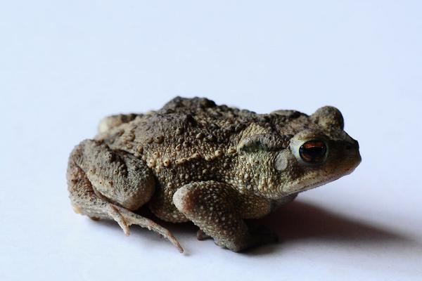 2018养石蛙赚钱吗?石蛙养殖的利润与投资成本及前景预测