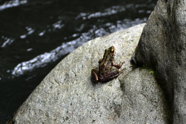 2018养石蛙赚钱吗?石蛙养殖的利润与投资成本及前景预测