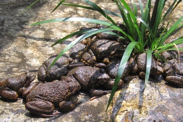 2018养石蛙赚钱吗?石蛙养殖的利润与投资成本及前景预测