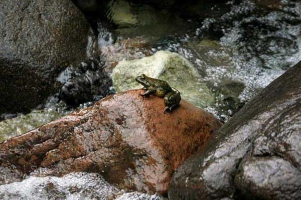 2018养石蛙赚钱吗?石蛙养殖的利润与投资成本及前景预测