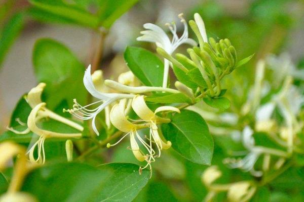 金银花种植利润