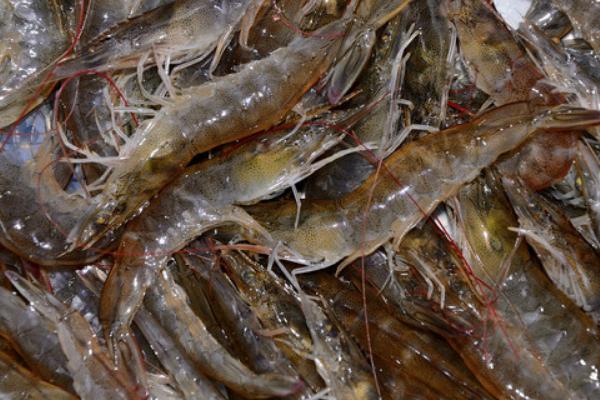 2018养对虾赚钱吗?对虾养殖的利润与投资成本及前景预测