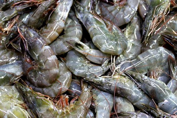 2018养对虾赚钱吗?对虾养殖的利润与投资成本及前景预测