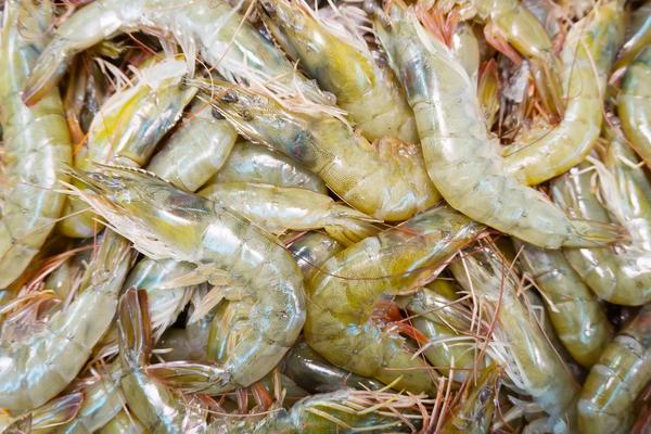 2018养对虾赚钱吗?对虾养殖的利润与投资成本及前景预测