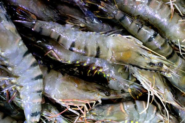 2018养对虾赚钱吗?对虾养殖的利润与投资成本及前景预测