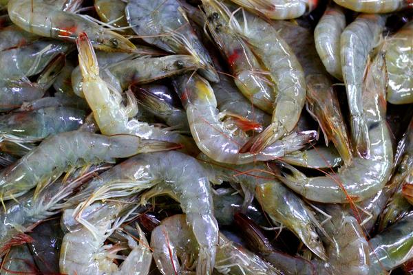 2018养对虾赚钱吗?对虾养殖的利润与投资成本及前景预测