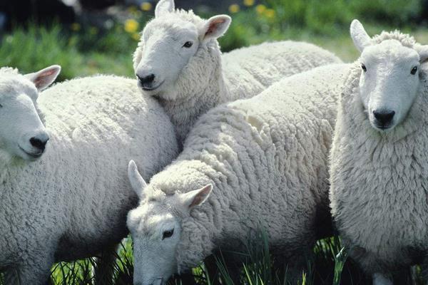 养100只绵羊能赚多少钱?养绵羊的成本和利润