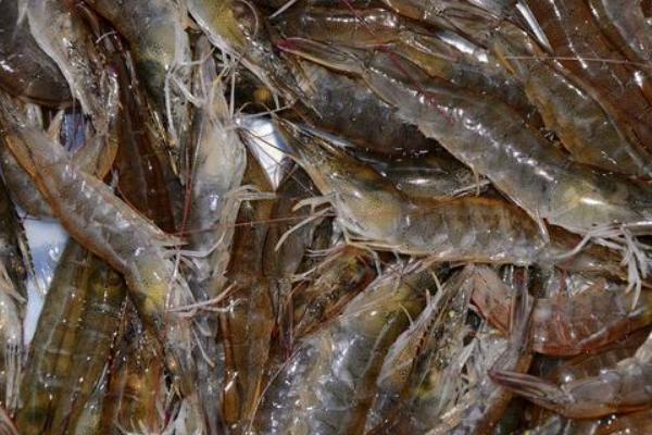 2018养对虾赚钱吗?对虾养殖的利润与投资成本及前景预测