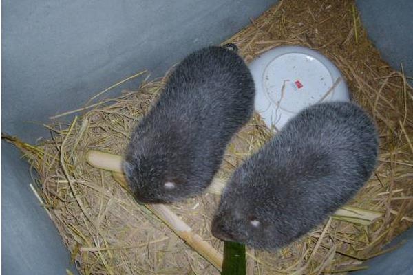 农民养竹鼠销路不发愁