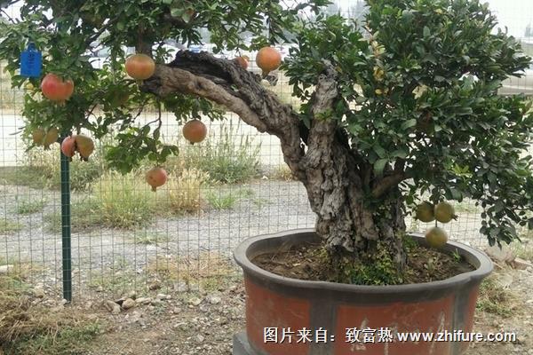 石榴树桩盆景制作技巧