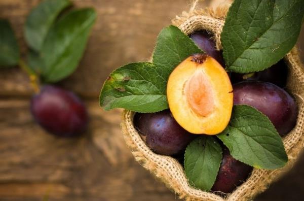 李子品种大全及介绍