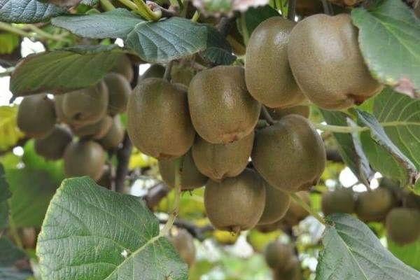 2018种猕猴桃赚钱吗?猕猴桃种植的利润与投资成本及前景预测