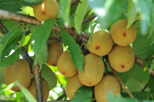 2018种猕猴桃赚钱吗?猕猴桃种植的利润与投资成本及前景预测