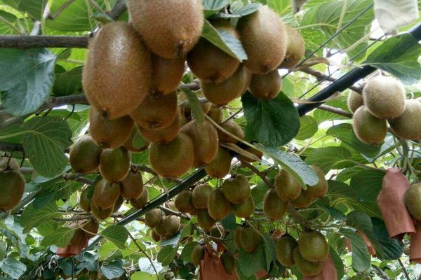 2018种猕猴桃赚钱吗?猕猴桃种植的利润与投资成本及前景预测