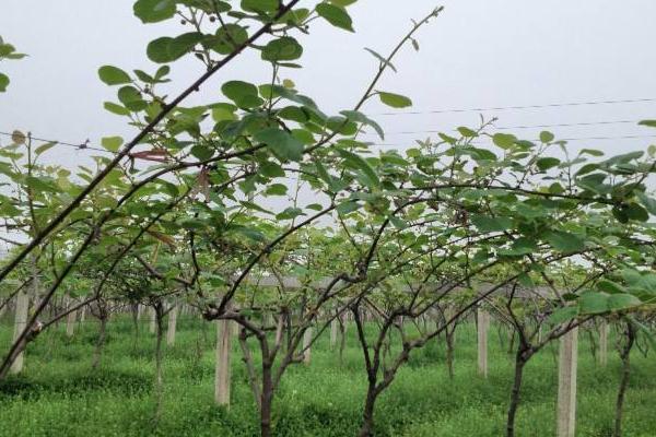 2018种猕猴桃赚钱吗?猕猴桃种植的利润与投资成本及前景预测