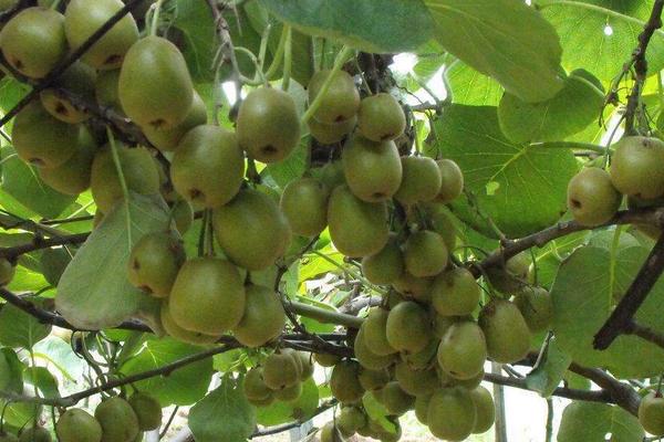 2018种猕猴桃赚钱吗?猕猴桃种植的利润与投资成本及前景预测