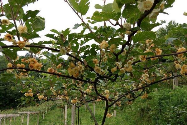 2018种猕猴桃赚钱吗?猕猴桃种植的利润与投资成本及前景预测