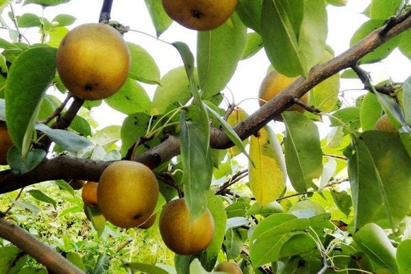 2018种梨树赚钱吗?梨树种植的利润与投资成本及前景预测