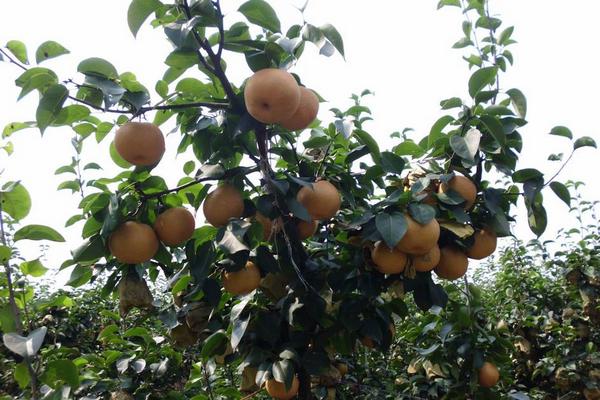 2018种梨树赚钱吗?梨树种植的利润与投资成本及前景预测