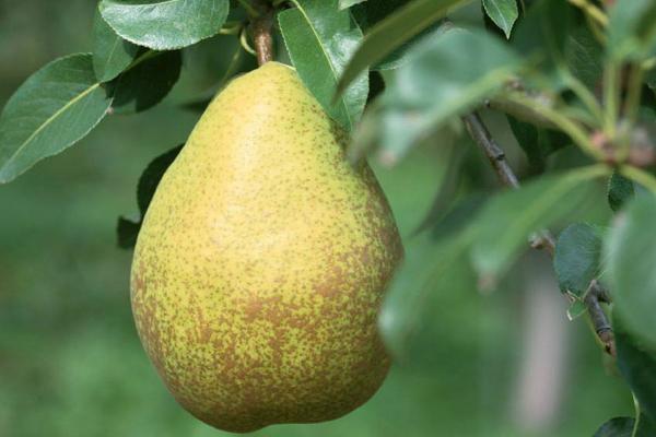 2018种梨树赚钱吗?梨树种植的利润与投资成本及前景预测