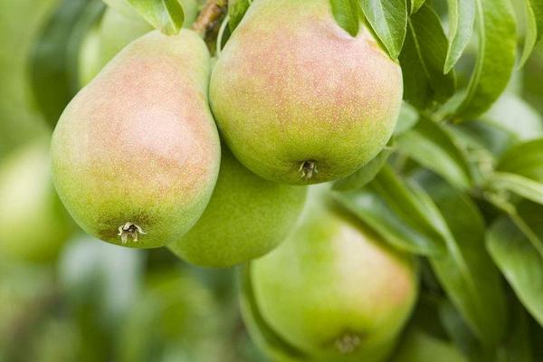 2018种梨树赚钱吗?梨树种植的利润与投资成本及前景预测