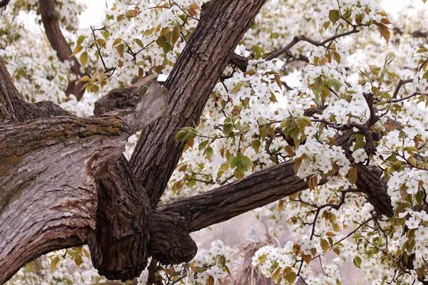 2018种梨树赚钱吗?梨树种植的利润与投资成本及前景预测