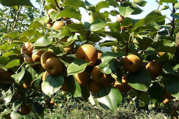 2018种梨树赚钱吗?梨树种植的利润与投资成本及前景预测