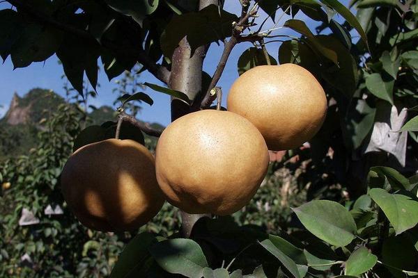 2018种梨树赚钱吗?梨树种植的利润与投资成本及前景预测