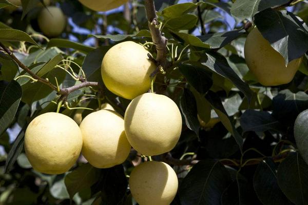 2018种梨树赚钱吗?梨树种植的利润与投资成本及前景预测