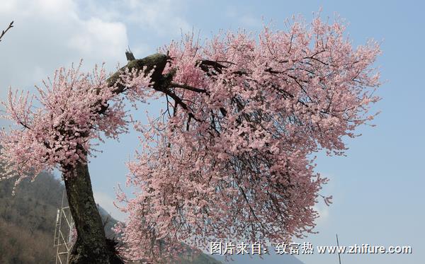家里种桃树好不好