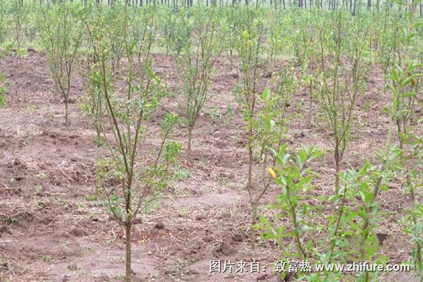 软籽石榴树苗价格多少钱一棵