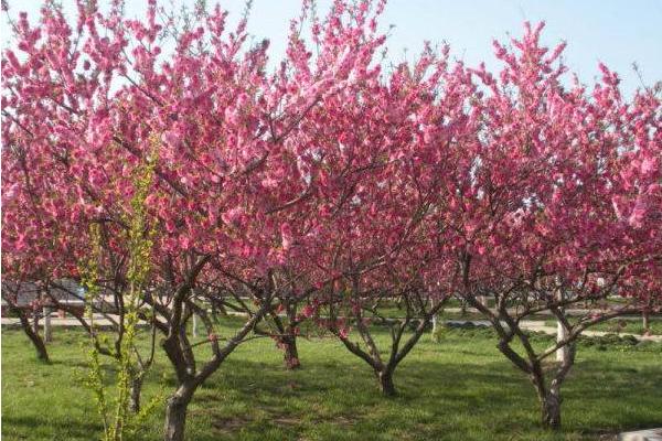 桃树种子价格多少钱一斤