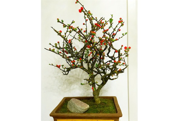 木瓜海棠盆景图片大全