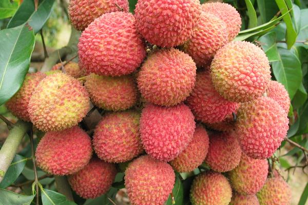 2015种荔枝赚钱吗？2015荔枝种植前景及市场价格分析