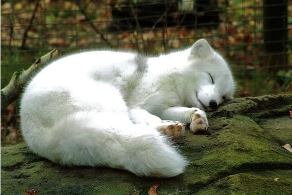 2015养狐狸赚钱吗?2015狐狸养殖前景及市场价格分析