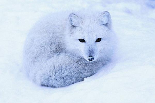 2015养狐狸赚钱吗?2015狐狸养殖前景及市场价格分析