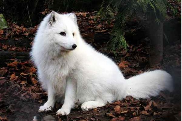 2015养狐狸赚钱吗?2015狐狸养殖前景及市场价格分析