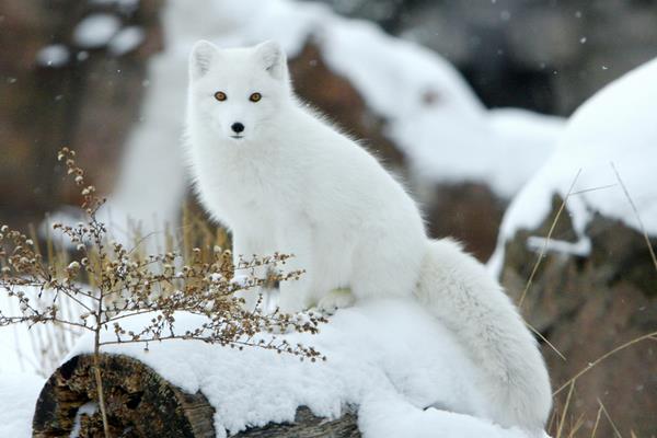 2015养狐狸赚钱吗?2015狐狸养殖前景及市场价格分析