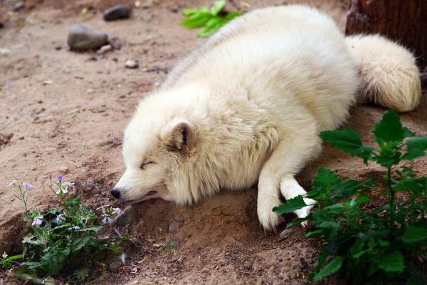 2015养狐狸赚钱吗?2015狐狸养殖前景及市场价格分析