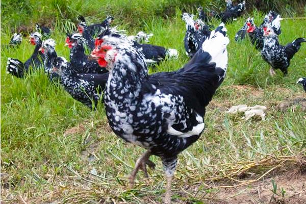 养300只贵妃鸡能赚多少钱?养贵妃鸡的成本和利润