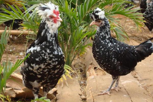 养300只贵妃鸡能赚多少钱?养贵妃鸡的成本和利润