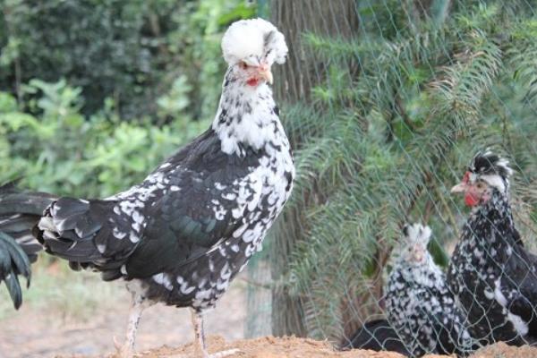 养300只贵妃鸡能赚多少钱?养贵妃鸡的成本和利润