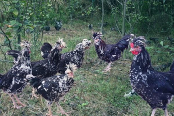 养300只贵妃鸡能赚多少钱?养贵妃鸡的成本和利润