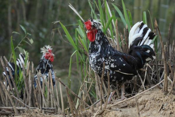 养300只贵妃鸡能赚多少钱?养贵妃鸡的成本和利润