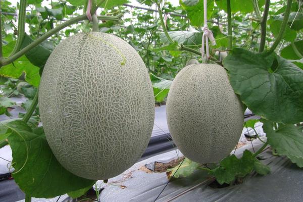 哈密瓜是热性还是凉性