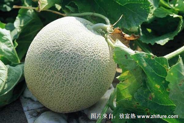 哈密瓜什么时候种