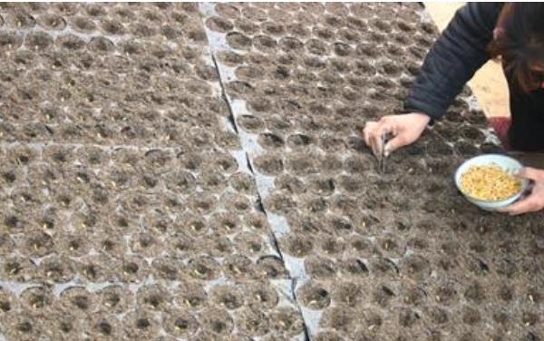 哈密瓜种子怎么种