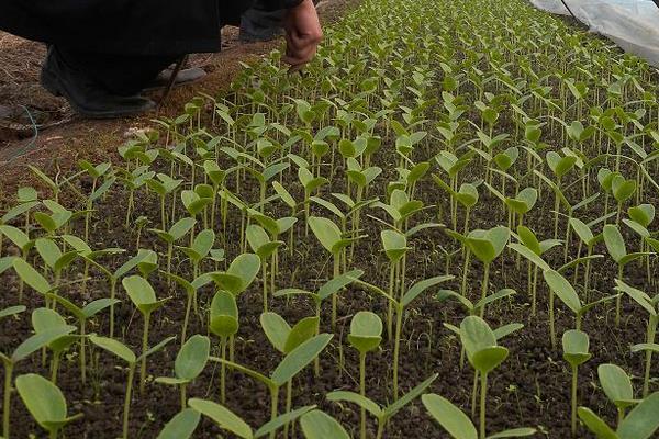 哈密瓜种子怎么种